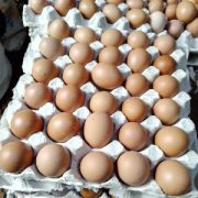 Organic Farm-Produced Eggs